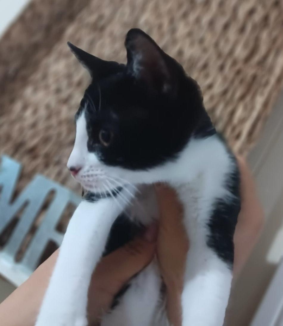 Félix (5), Baby Female Domestic Short Hair