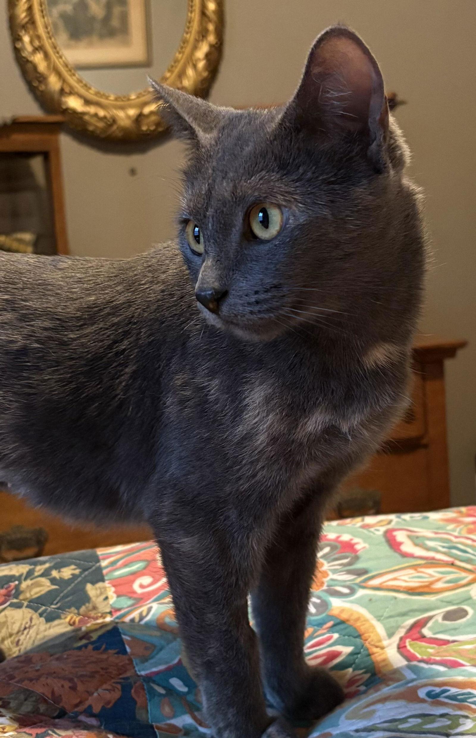 Sylvia, a Adoptable Domestic Short Hair in Prosper, TX image 2/3