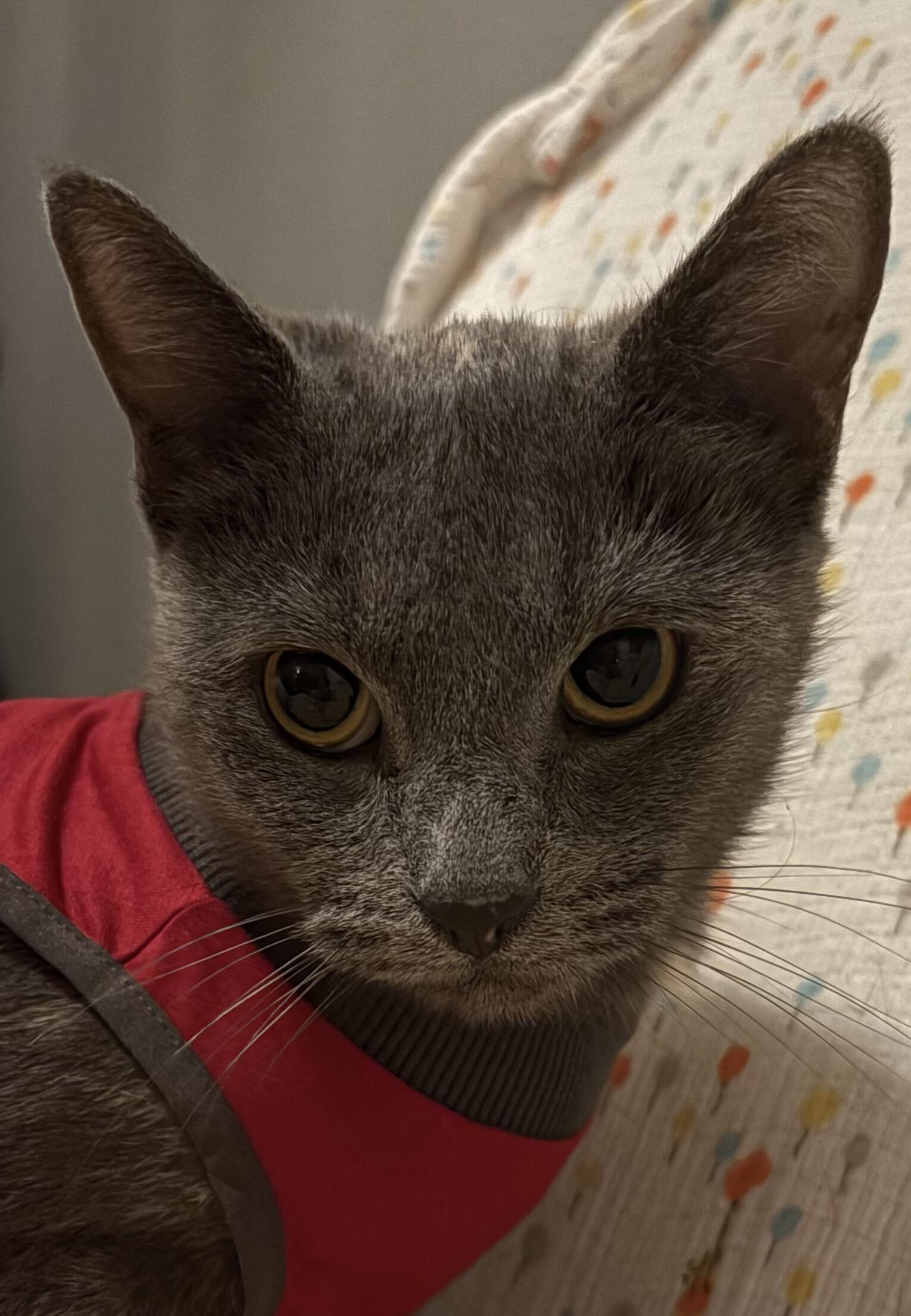 Sylvia, a Adoptable Domestic Short Hair in Prosper, TX image 3/3