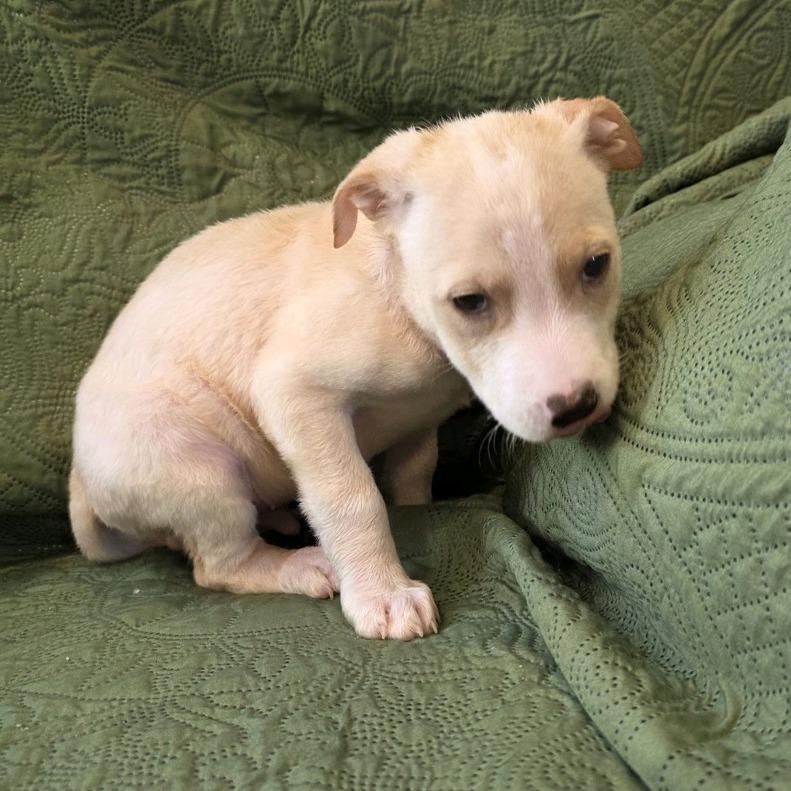 Bunk, Adoptable, Puppy Male Pit Bull Terrier & Mixed Breed.