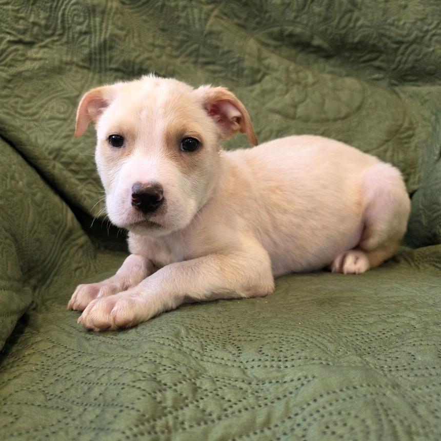 Enlarge Bunk, a Adoptable mixed breed in Kansas City, MO image 2/6