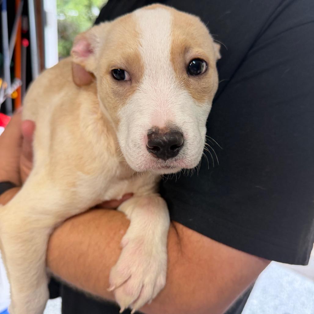 Enlarge Bunk, a Adoptable mixed breed in Kansas City, MO image 3/6