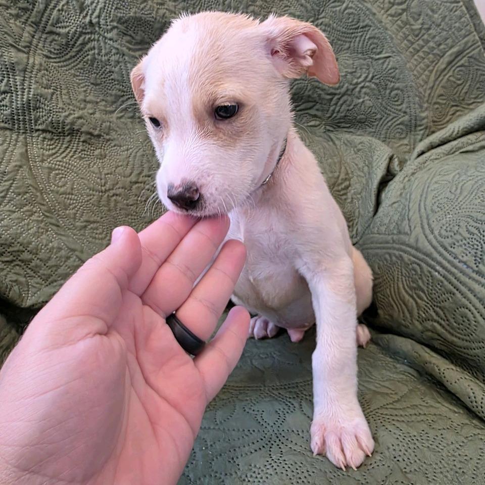 Enlarge Bunk, a Adoptable mixed breed in Kansas City, MO image 4/6