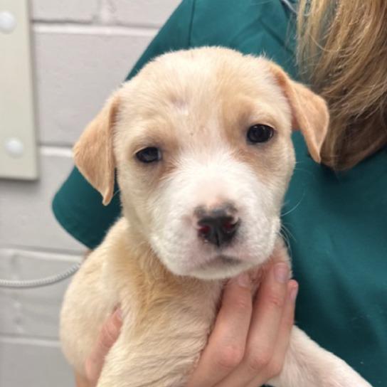 Enlarge Bunk, a Adoptable mixed breed in Kansas City, MO image 5/6