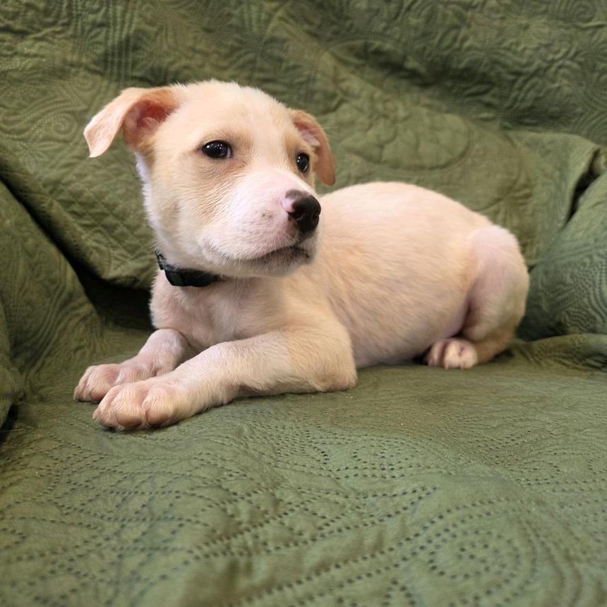 Enlarge Bunk, a Adoptable mixed breed in Kansas City, MO image 6/6