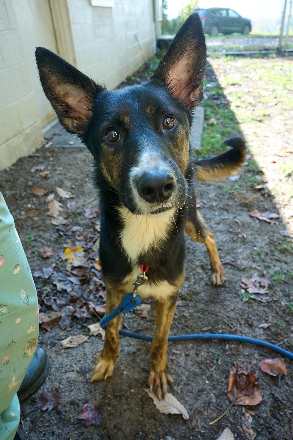 Pretzel, Adopted, Adult Male German Shepherd Dog.