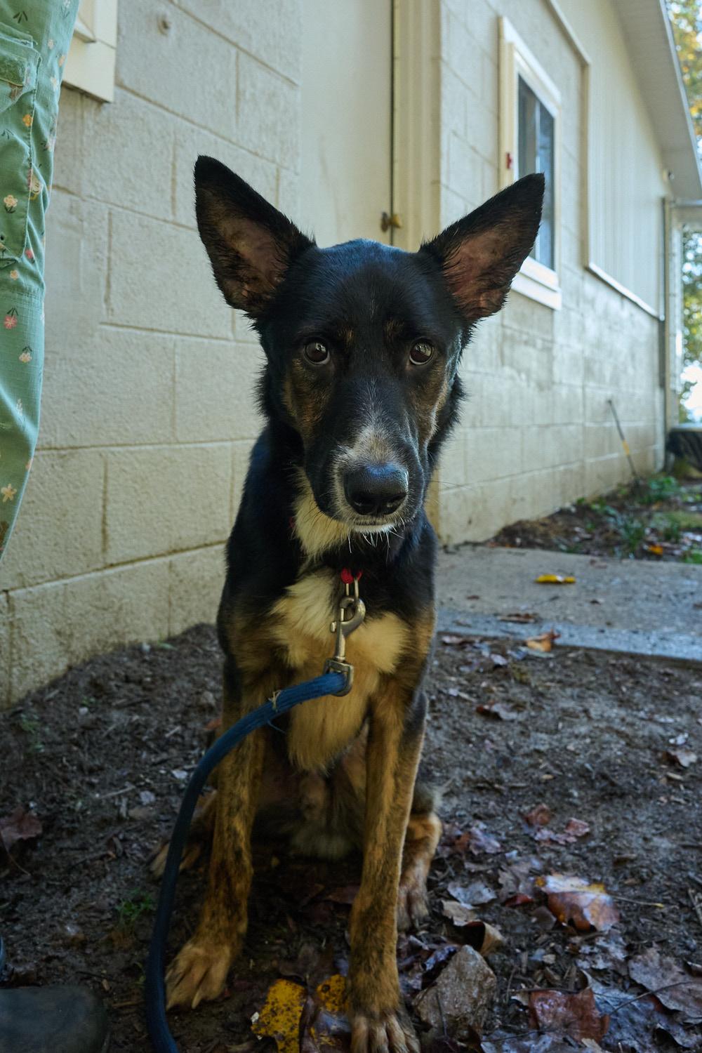 Enlarge Pretzel, a Adopted German Shepherd Dog in Floyd, VA image 3/4