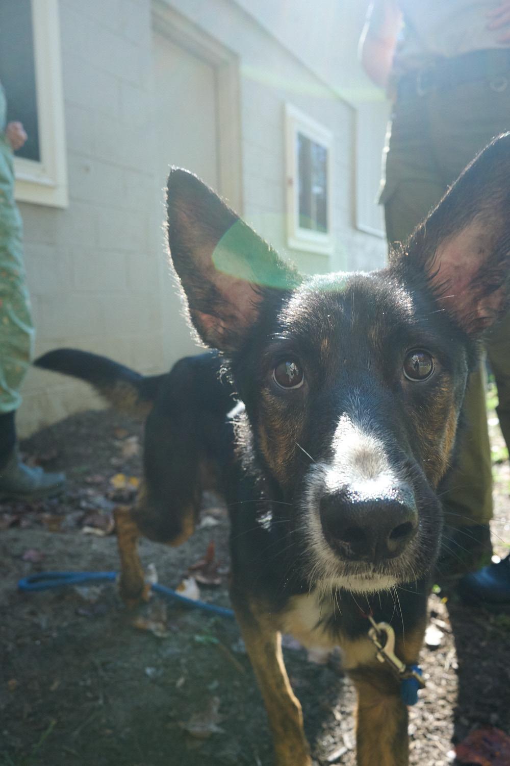 Enlarge Pretzel, a Adopted German Shepherd Dog in Floyd, VA image 2/4