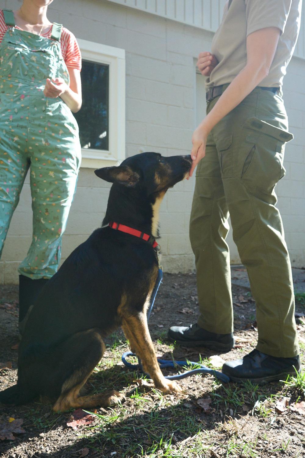Enlarge Pretzel, a Adopted German Shepherd Dog in Floyd, VA image 4/4