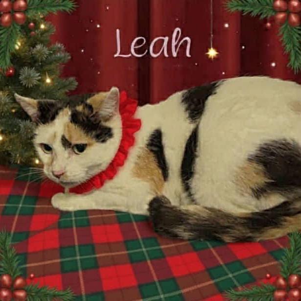 Leah, Adoptable, Young Female Domestic Short Hair.