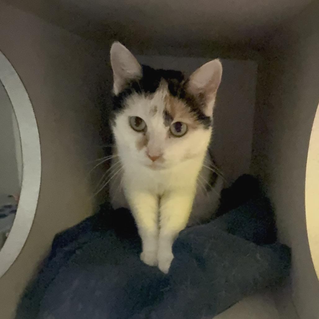 Enlarge Leah, a Adoptable Domestic Short Hair in Parkersburg, WV image 2/4