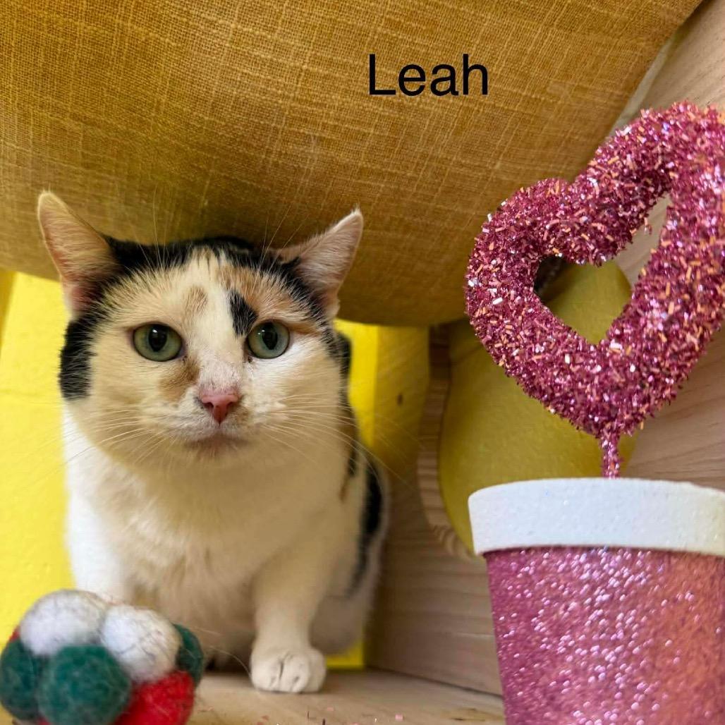 Enlarge Leah, a Adoptable Domestic Short Hair in Parkersburg, WV image 3/6