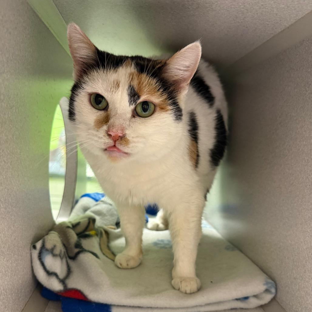 Enlarge Leah, a Adoptable Domestic Short Hair in Parkersburg, WV image 5/6