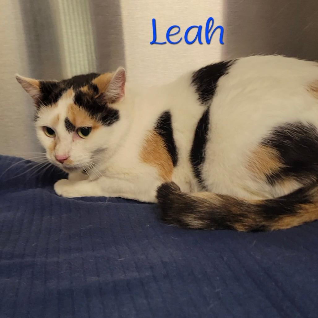 Enlarge Leah, a Adoptable Domestic Short Hair in Parkersburg, WV image 4/4