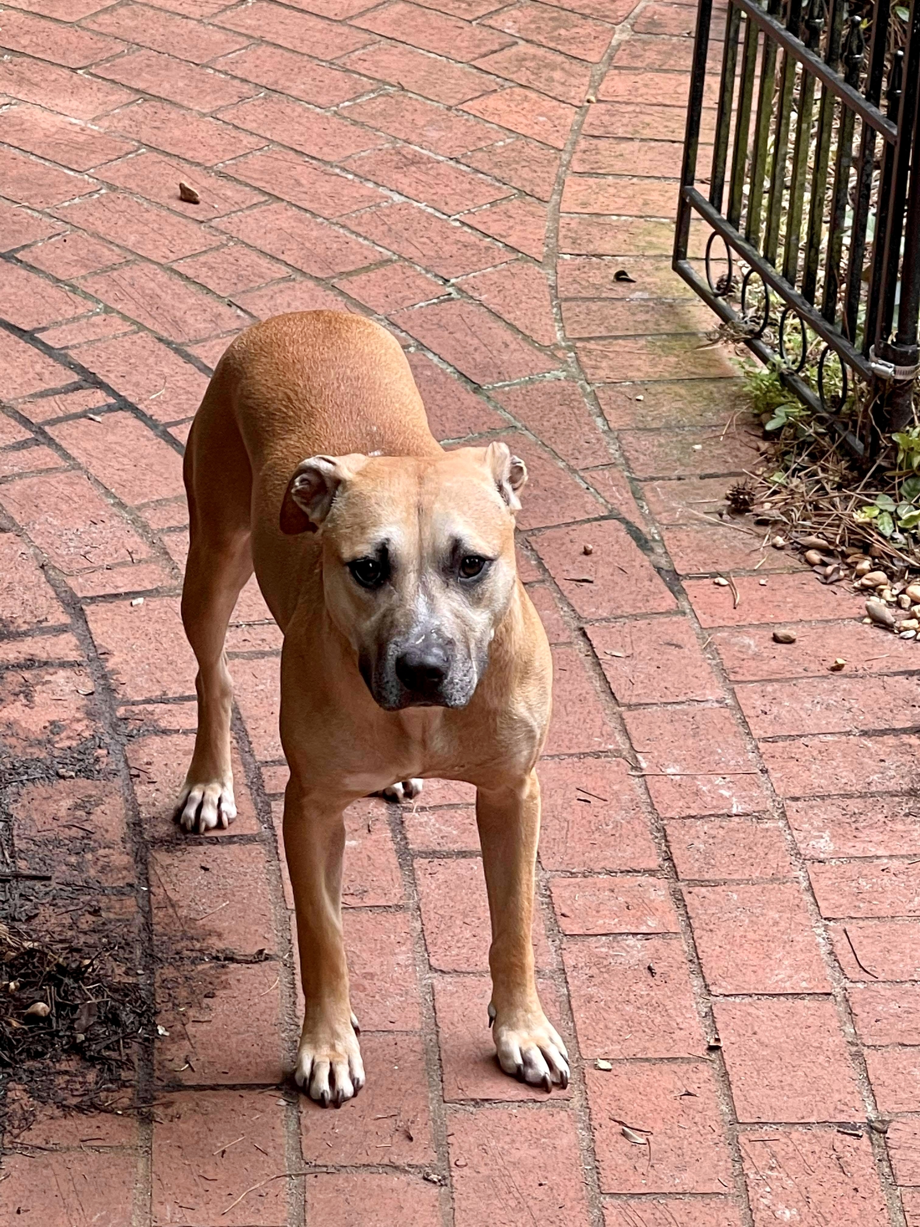 May, Adoptable, Adult Female Black Mouth Cur & Mixed Breed.
