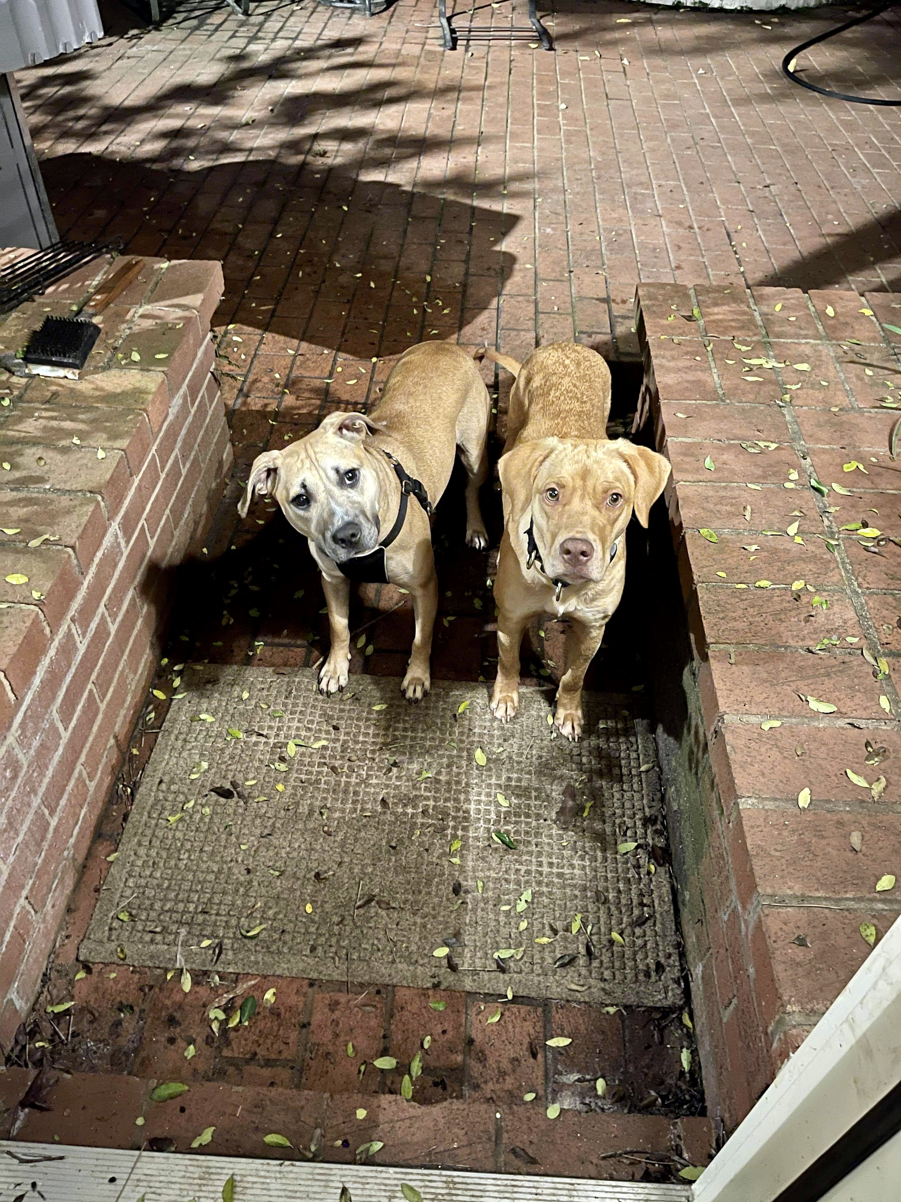 May, a Adoptable mixed breed in Albany, GA image 2/5