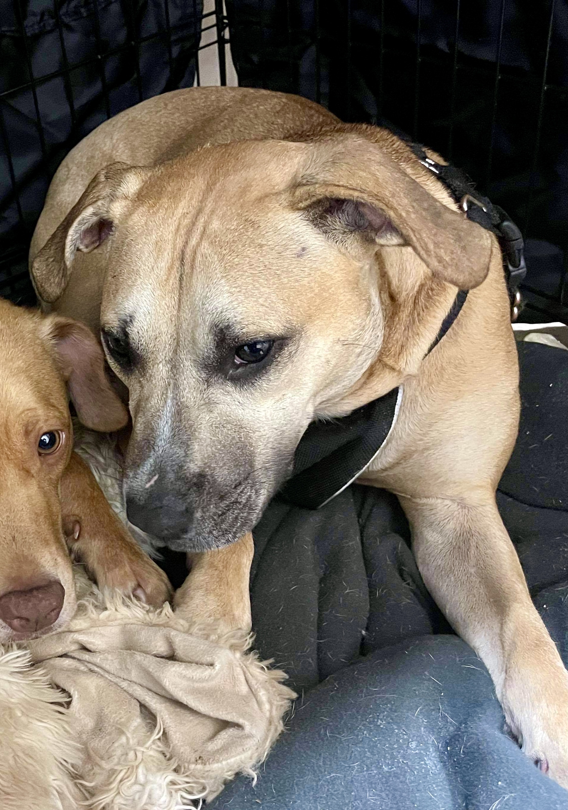 May, a Adoptable mixed breed in Albany, GA image 3/5