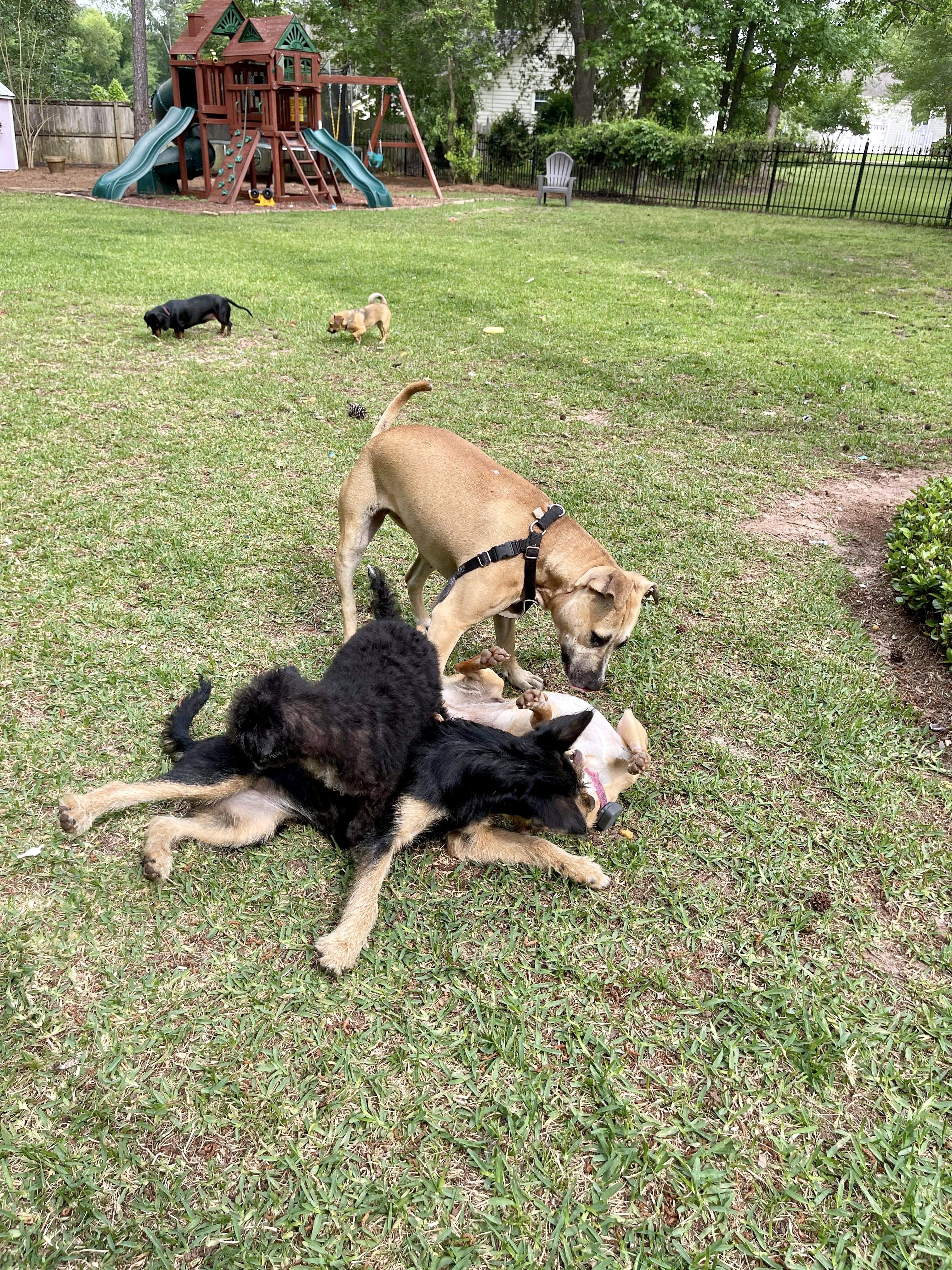 May, a Adoptable mixed breed in Albany, GA image 4/5