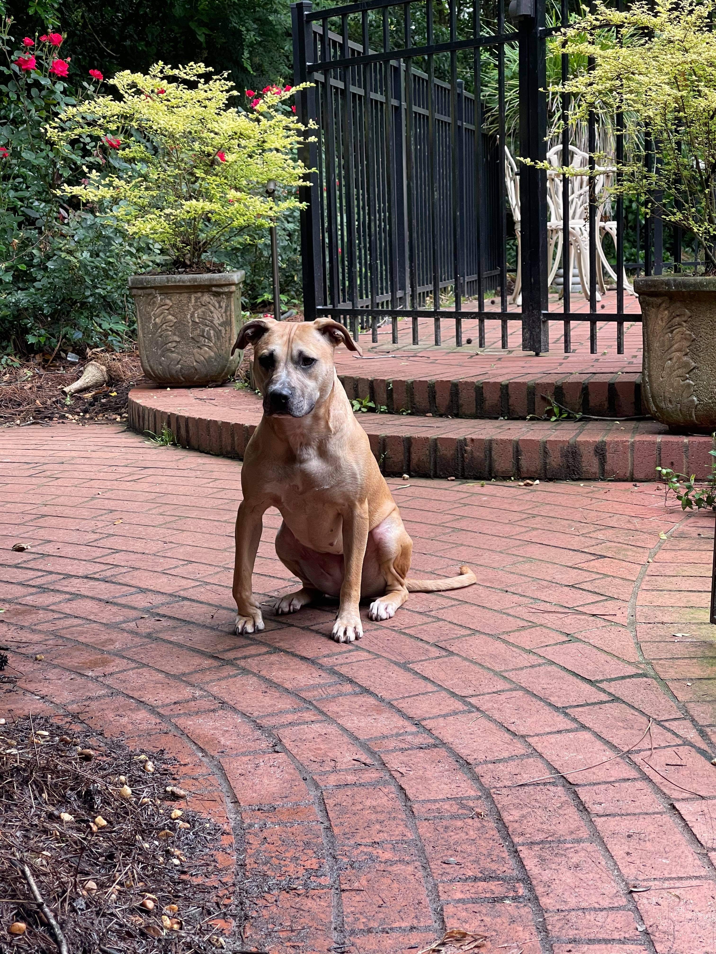 May, a Adoptable mixed breed in Albany, GA image 5/5
