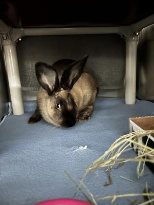 Maple, Adoptable, Baby Female Bunny Rabbit.
