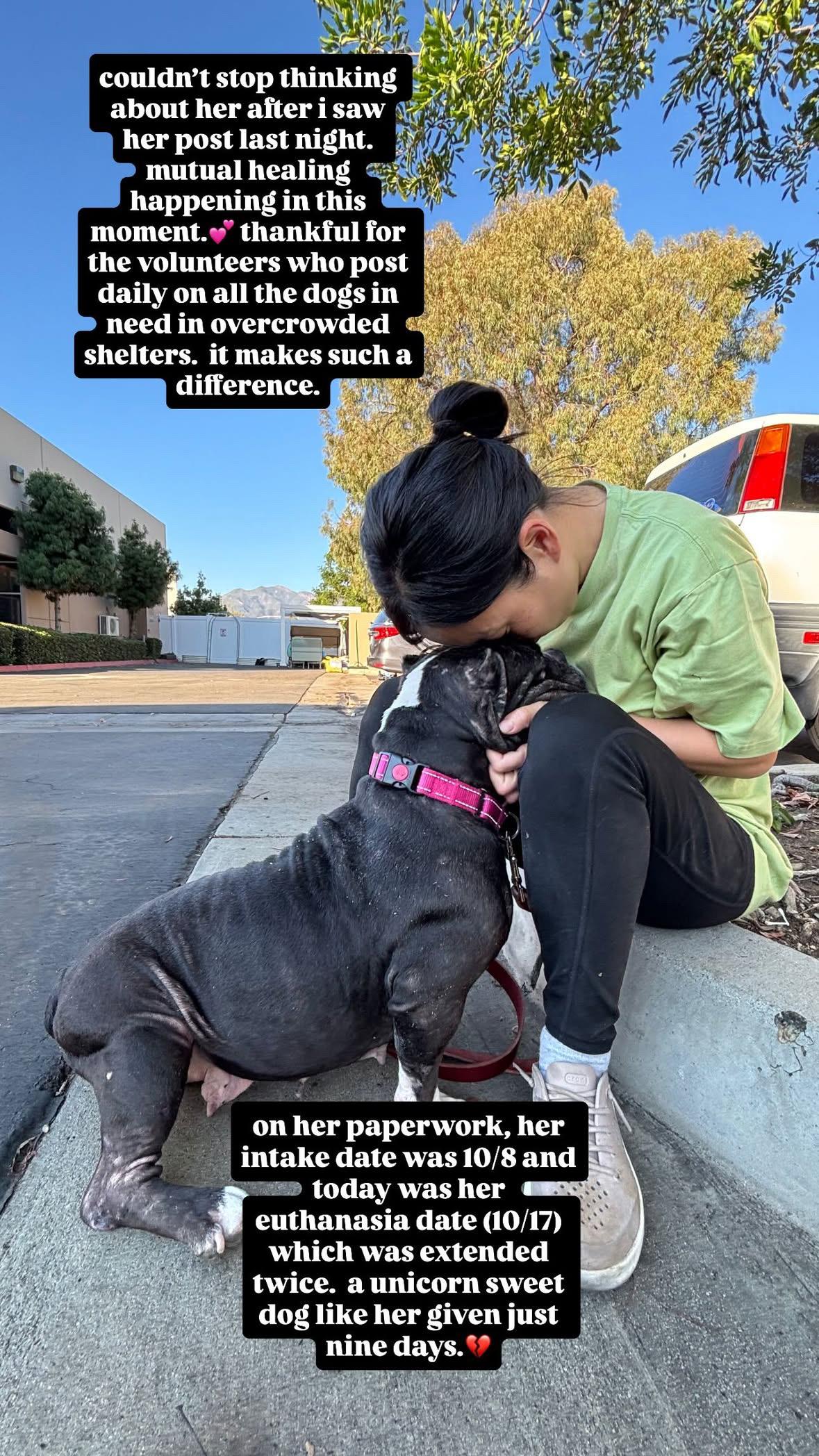Enlarge Suzy, a Adoptable Staffordshire Bull Terrier in Rancho Santa Margarita, CA image 4/6