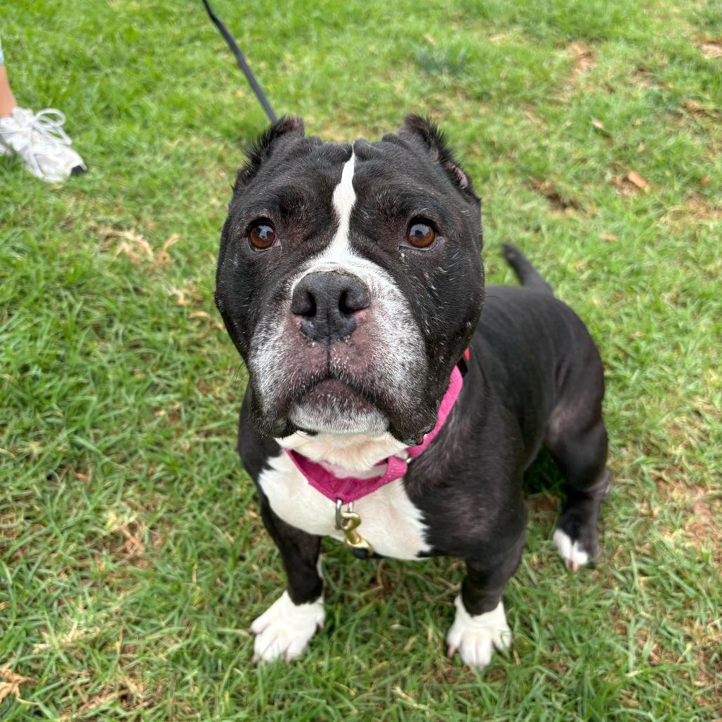 Enlarge Suzy, a Adoptable Staffordshire Bull Terrier in Rancho Santa Margarita, CA image 1/1