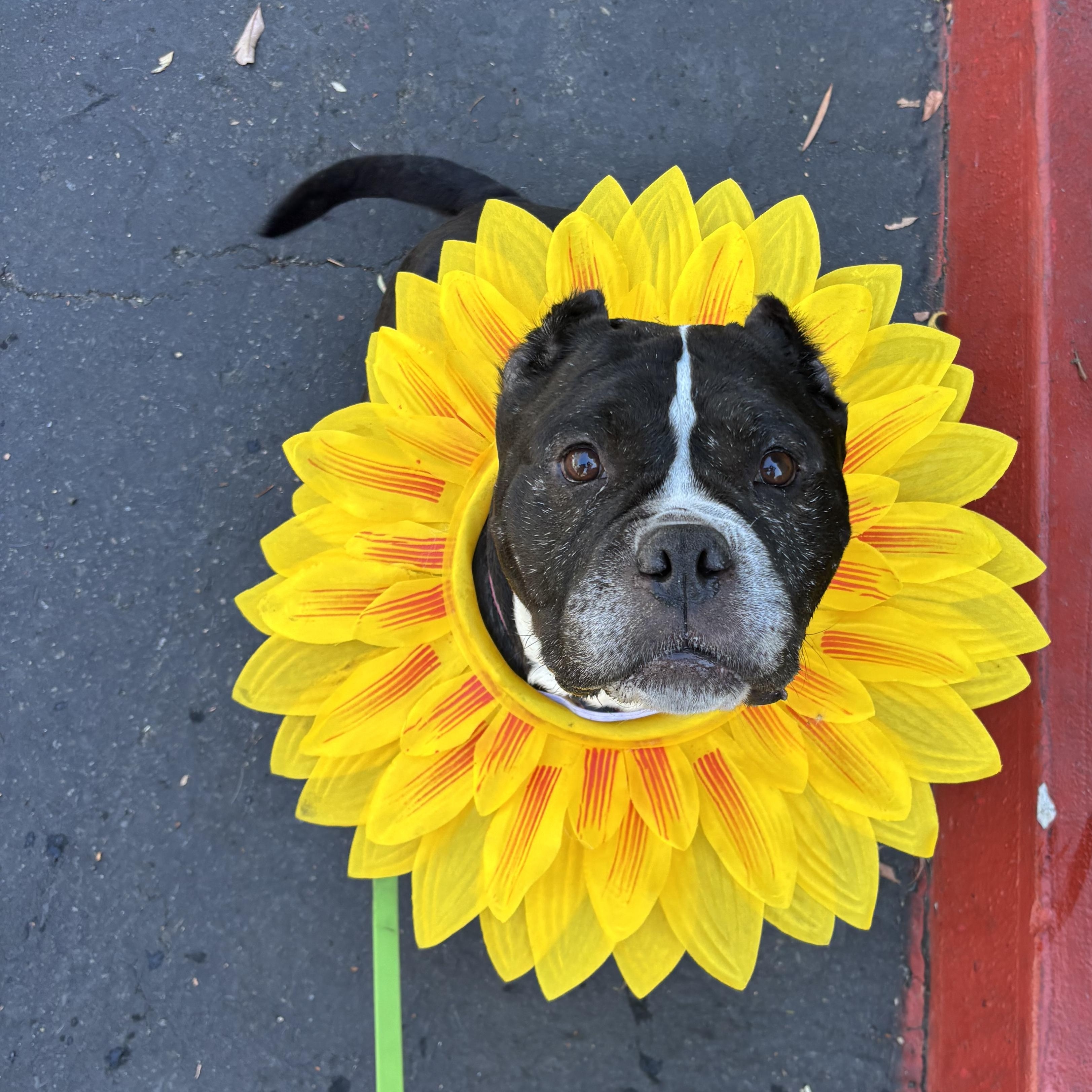 Suzy, a Adoptable Staffordshire Bull Terrier in Rancho Santa Margarita, CA image 2/6