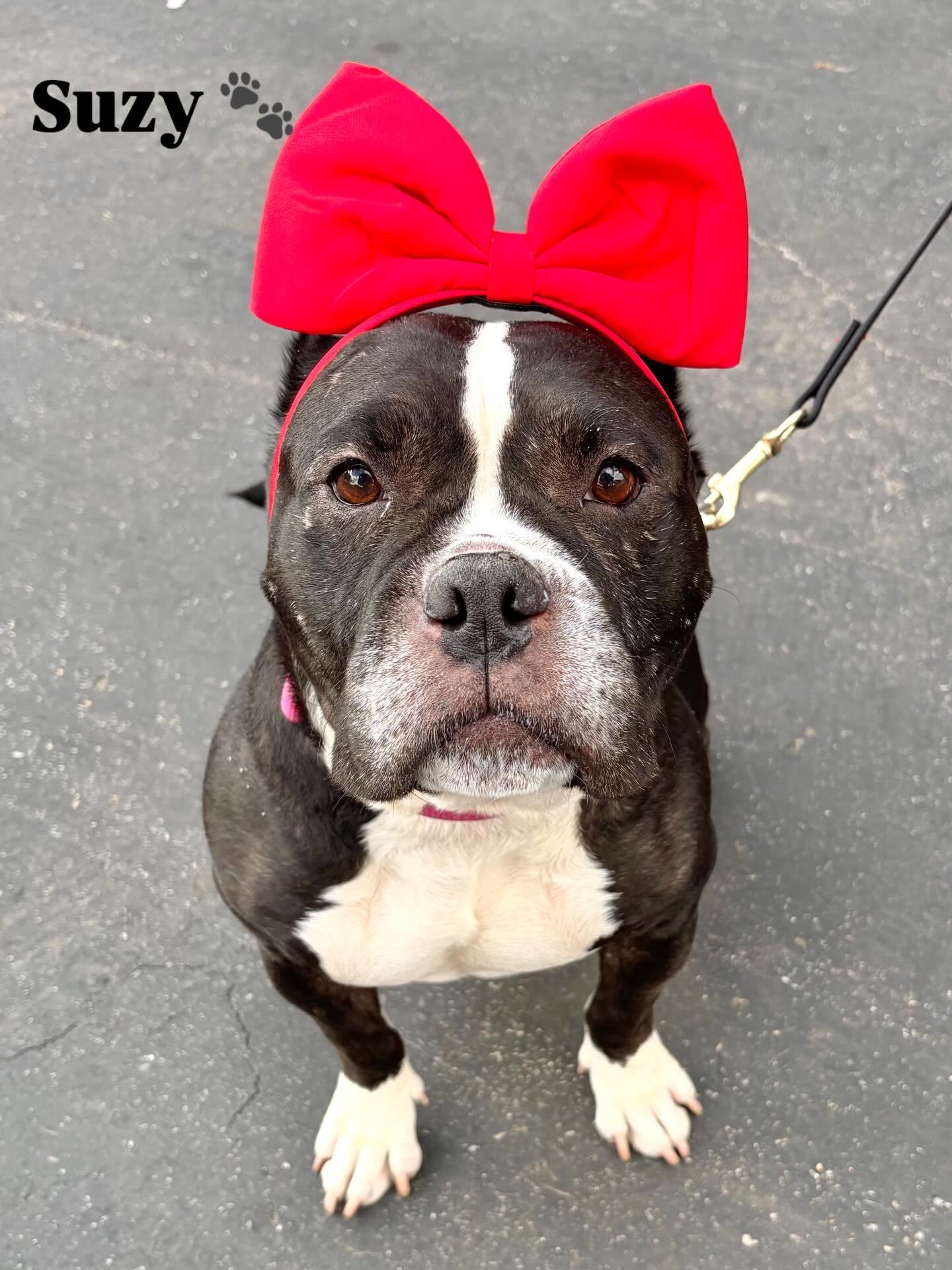 Suzy, Adoptable, Adult Female Staffordshire Bull Terrier.