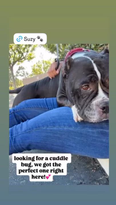 Enlarge Suzy, a Adoptable Staffordshire Bull Terrier in Rancho Santa Margarita, CA video 5/6