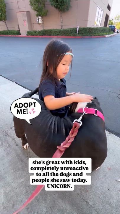 Enlarge Suzy, a Adoptable Staffordshire Bull Terrier in Rancho Santa Margarita, CA video 3/6