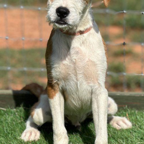 Lars, Adoptable, Puppy Male Mixed Breed.