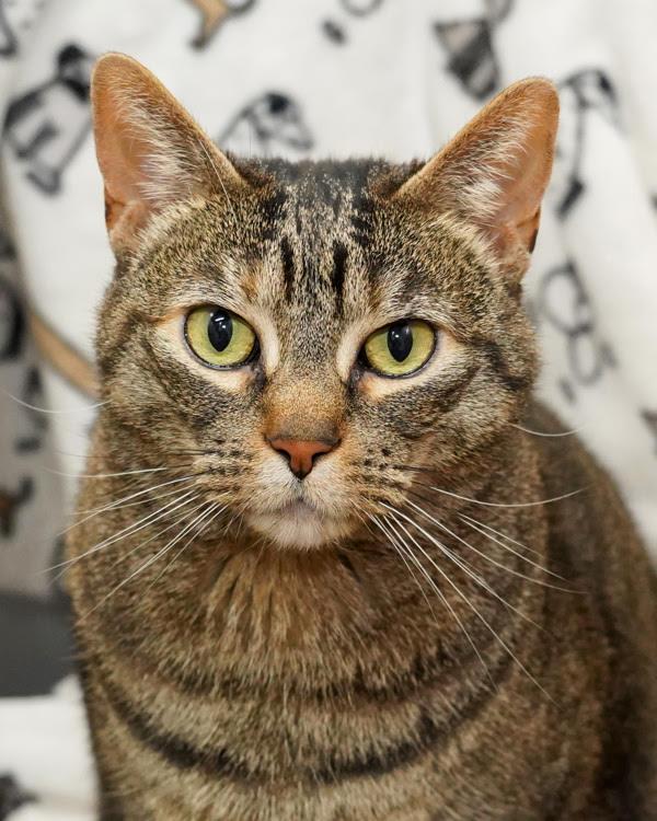 Enlarge Harley 307862, a Adoptable Domestic Medium Hair in Petaluma, CA image 1/3