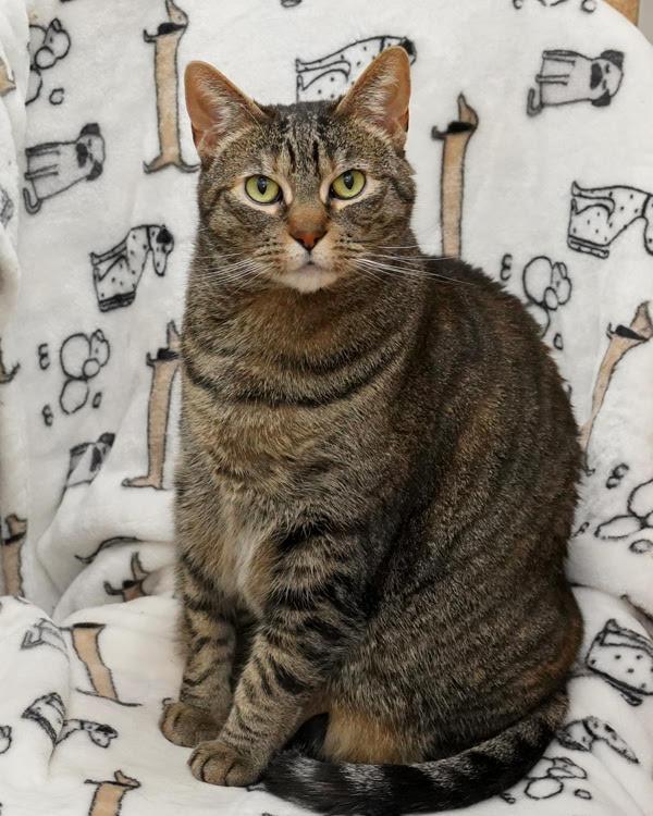 Enlarge Harley 307862, a Adoptable Domestic Medium Hair in Petaluma, CA image 2/3