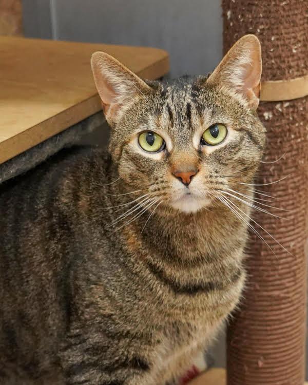 Enlarge Harley 307862, a Adoptable Domestic Medium Hair in Petaluma, CA image 3/3