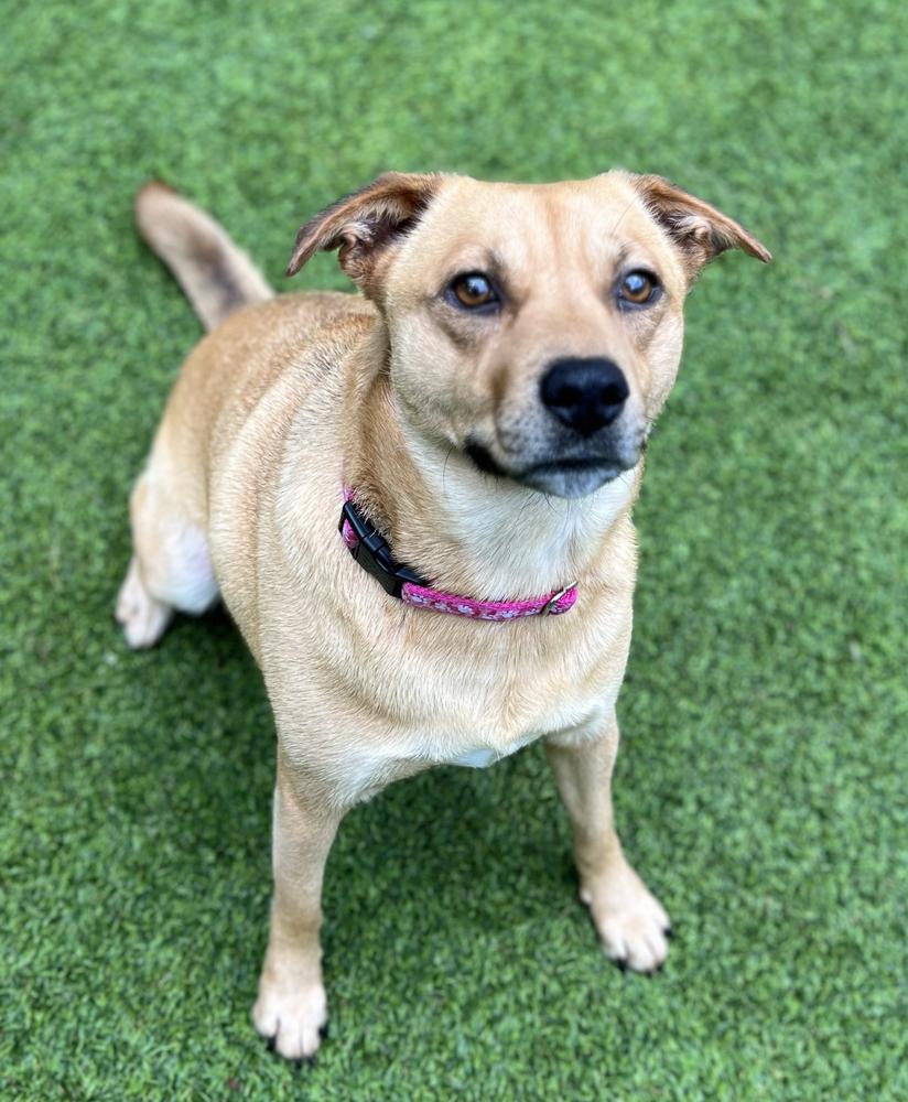 Mallory, a Adoptable mixed breed in Dunwoody, GA image 1/5