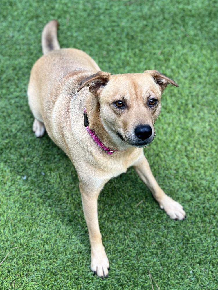 Mallory, a Adoptable mixed breed in Dunwoody, GA image 3/5