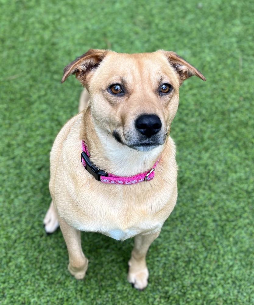 Mallory, a Adoptable mixed breed in Dunwoody, GA image 4/5