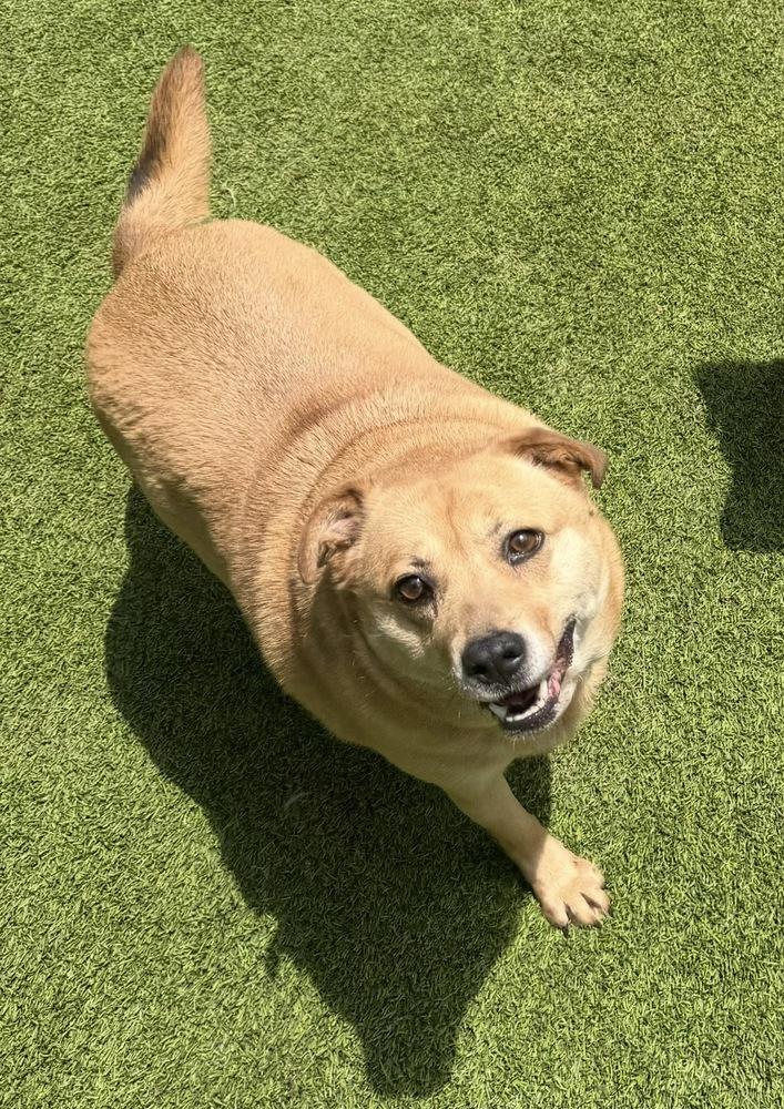 Mallory, a Adoptable mixed breed in Dunwoody, GA image 1/4