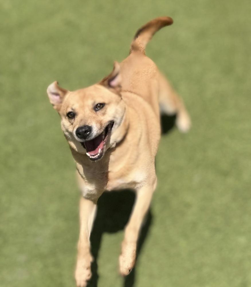 Mallory, a Adoptable mixed breed in Dunwoody, GA image 2/4