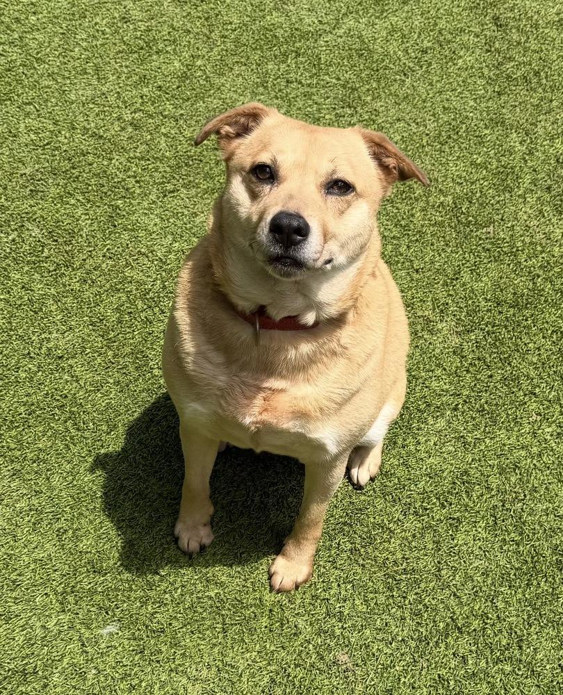 Mallory, a Adoptable mixed breed in Dunwoody, GA image 4/4