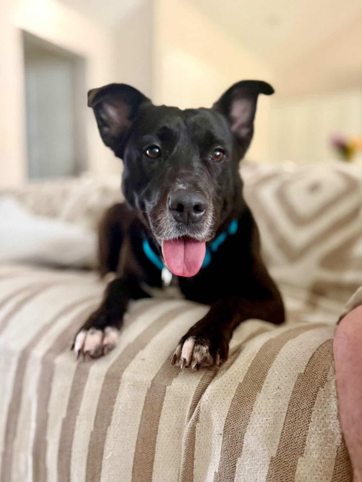 Enlarge Oreo (great with kids, calm, house trained, cuddly, friendly), a Adoptable mixed breed in  Clive, IA image 4/5