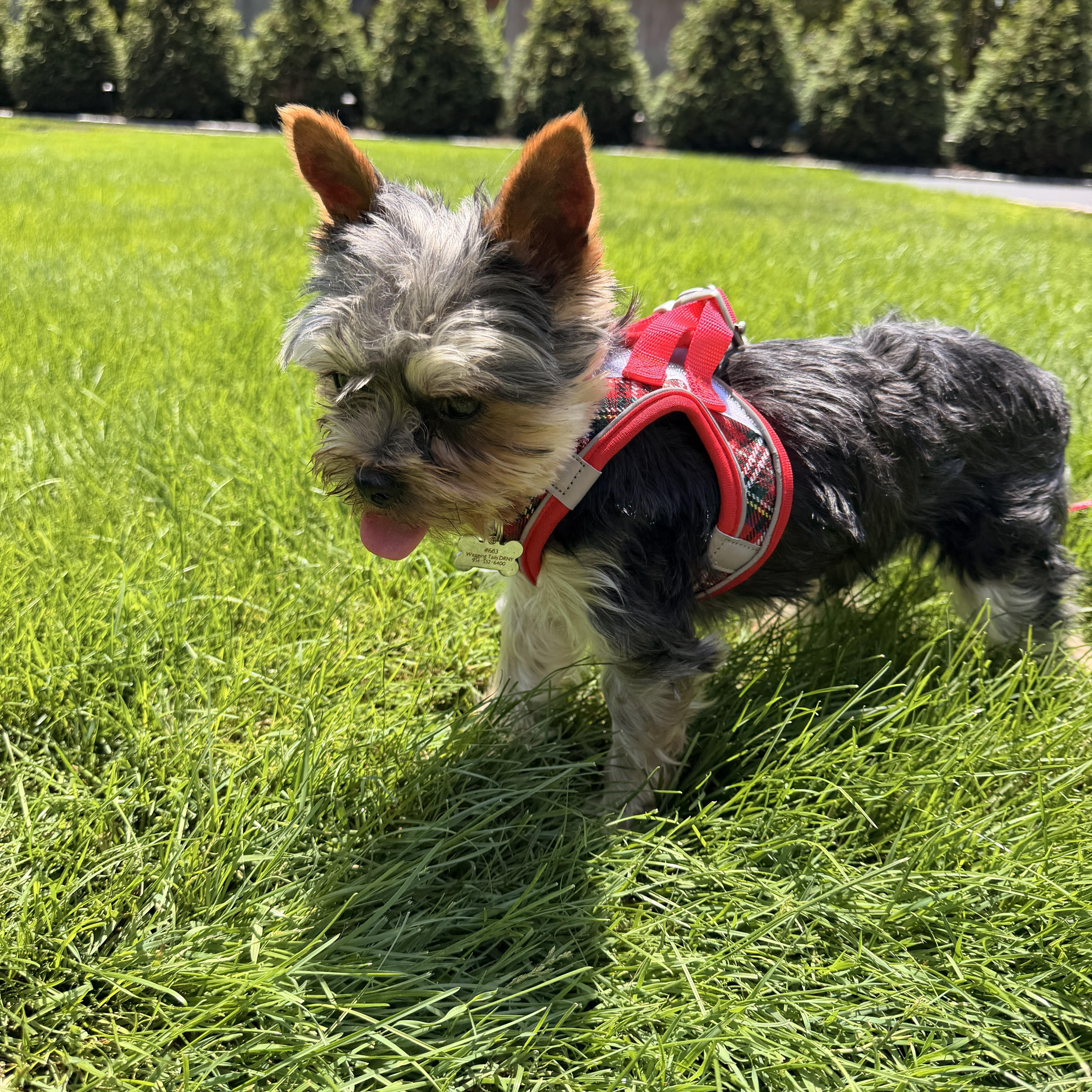 Enlarge Mosu, a ADOPTABLE Yorkshire Terrier in Thornwood, NY image 4/6