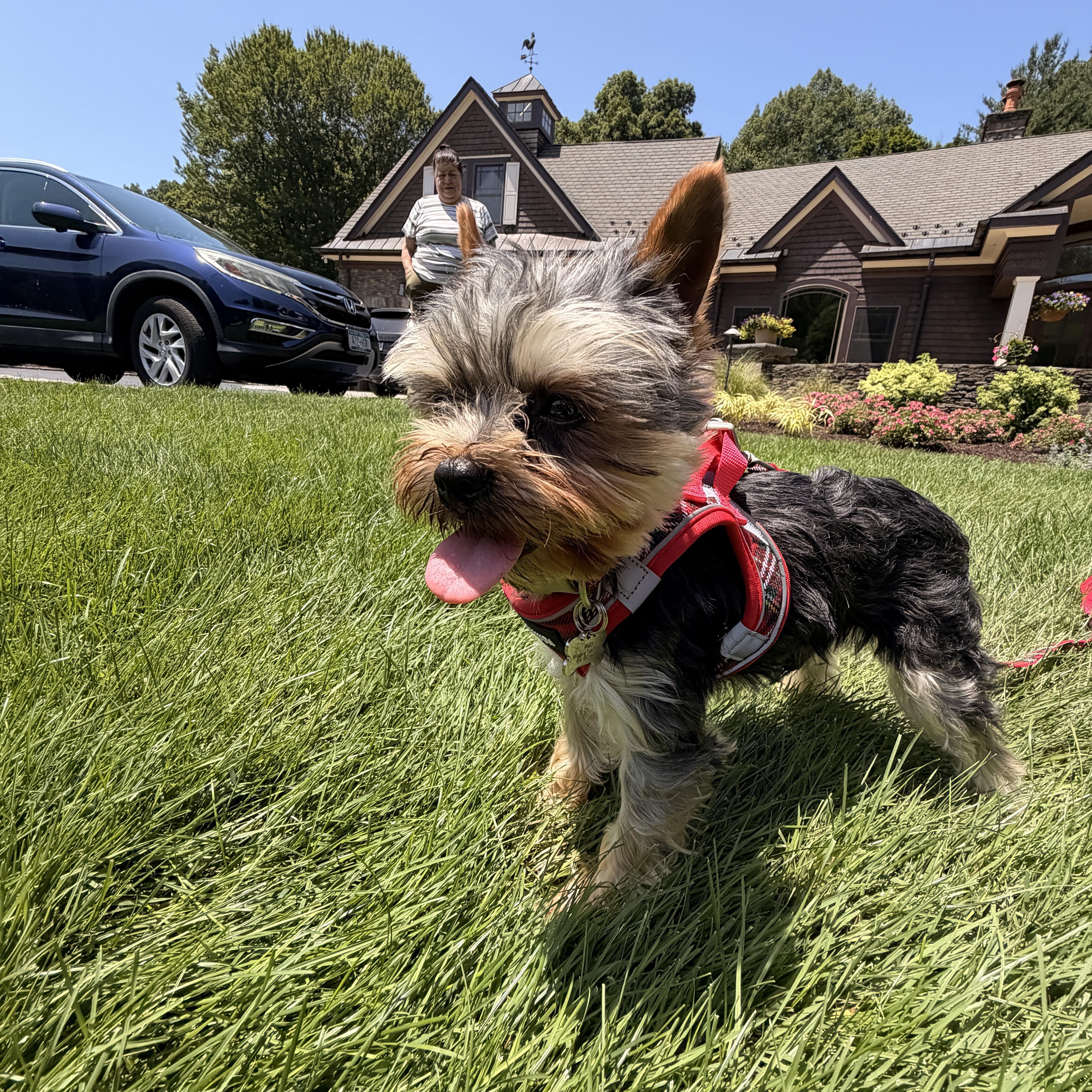 Enlarge Mosu, a ADOPTABLE Yorkshire Terrier in Thornwood, NY image 6/6