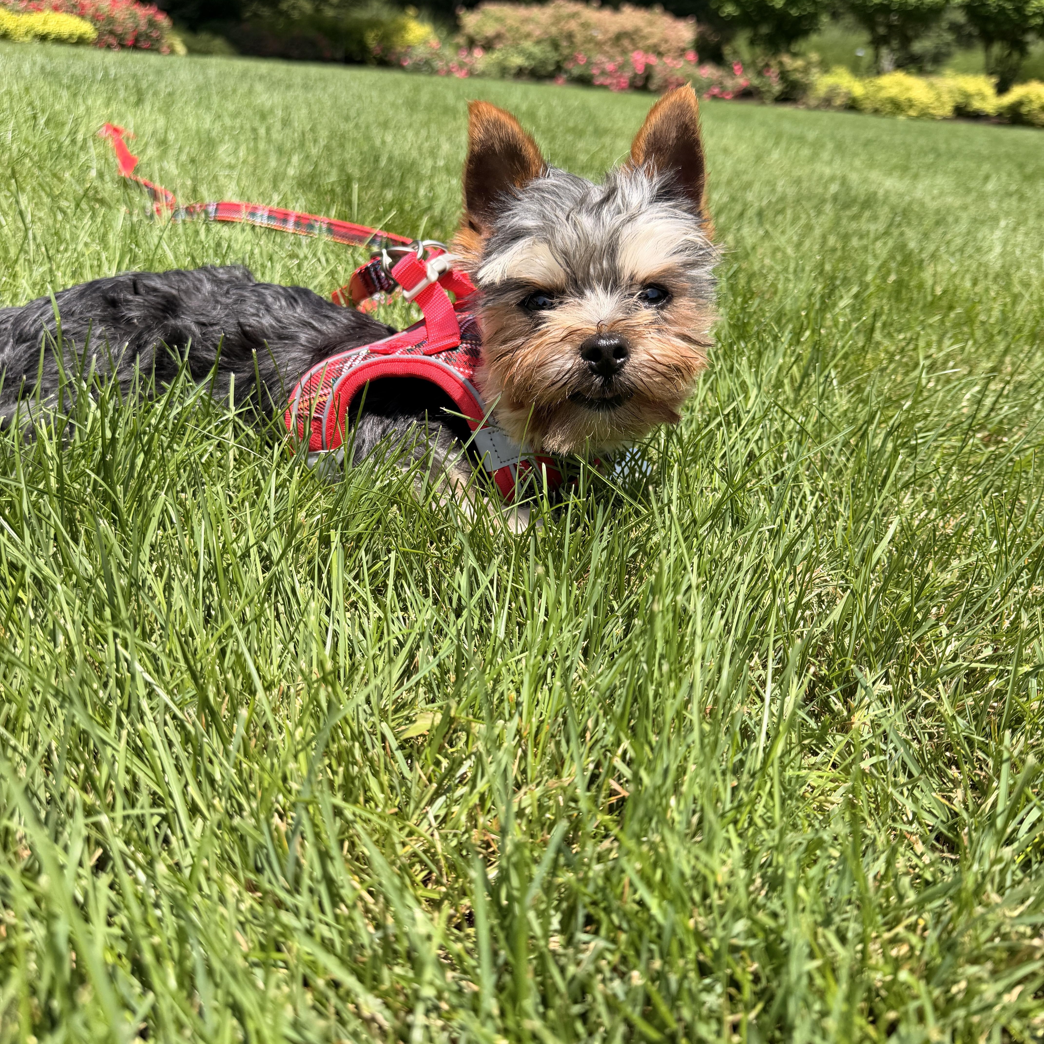 Enlarge Mosu, a ADOPTABLE Yorkshire Terrier in Thornwood, NY image 2/6