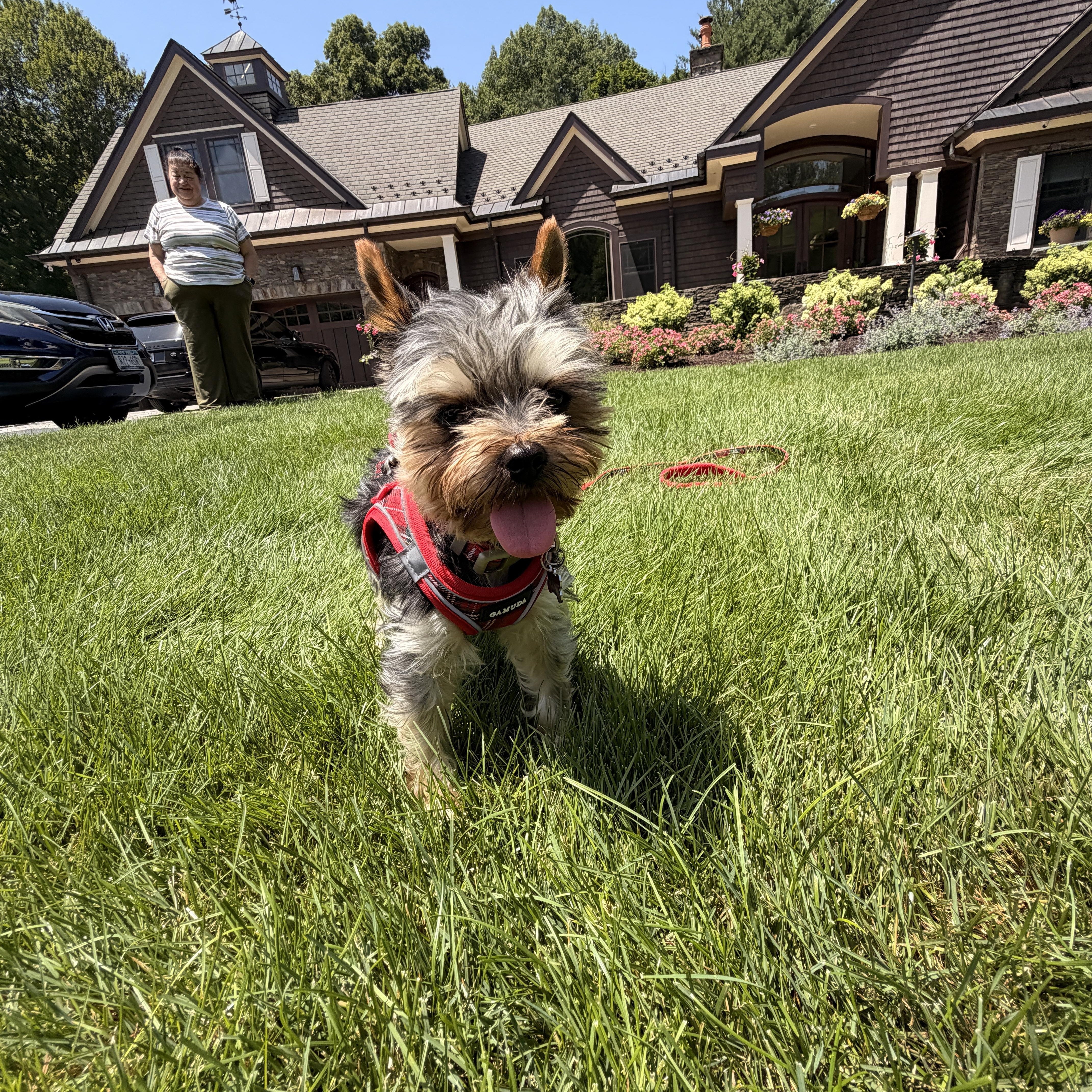 Mosu, ADOPTABLE, Adult Male Yorkshire Terrier.