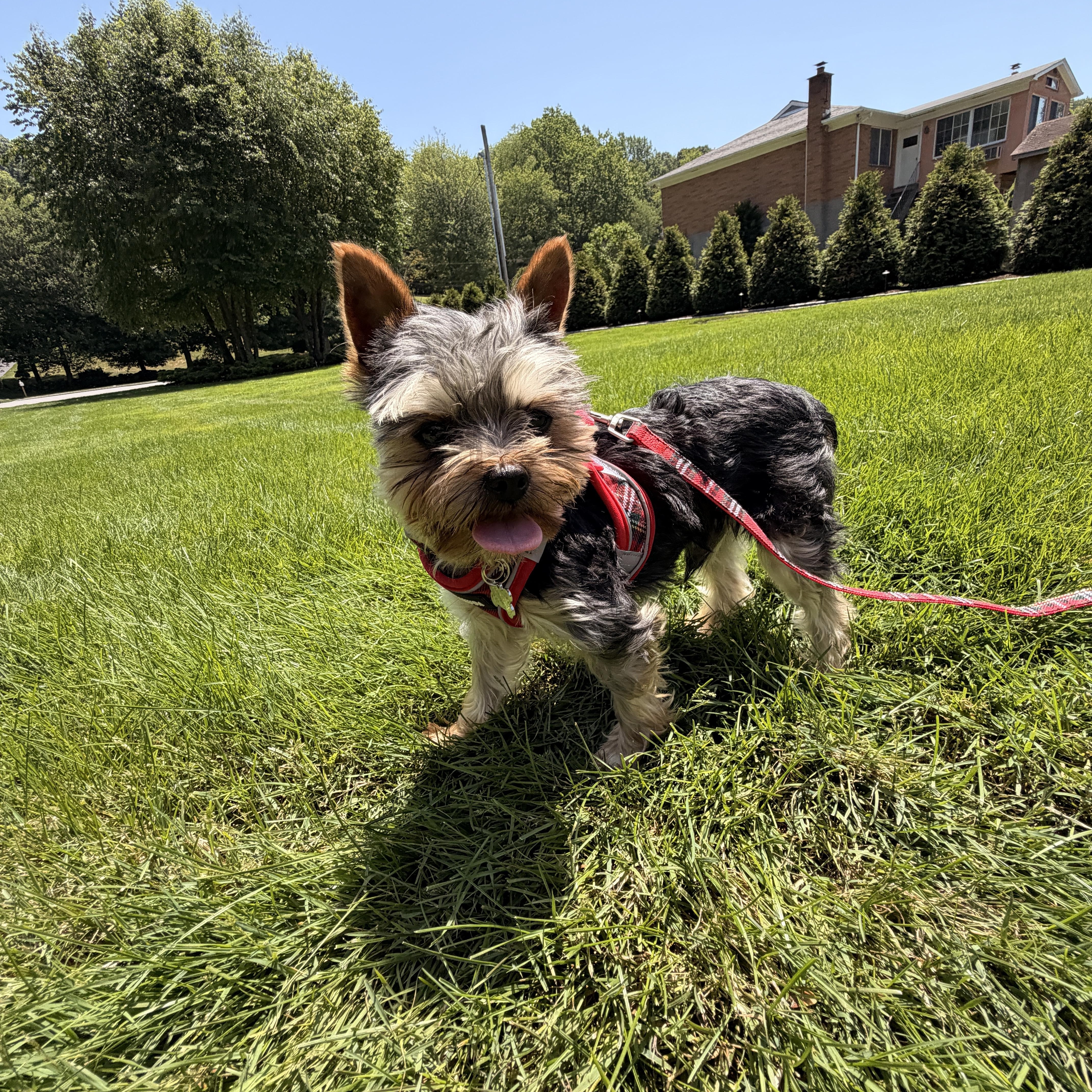 Enlarge Mosu, a ADOPTABLE Yorkshire Terrier in Thornwood, NY image 3/6
