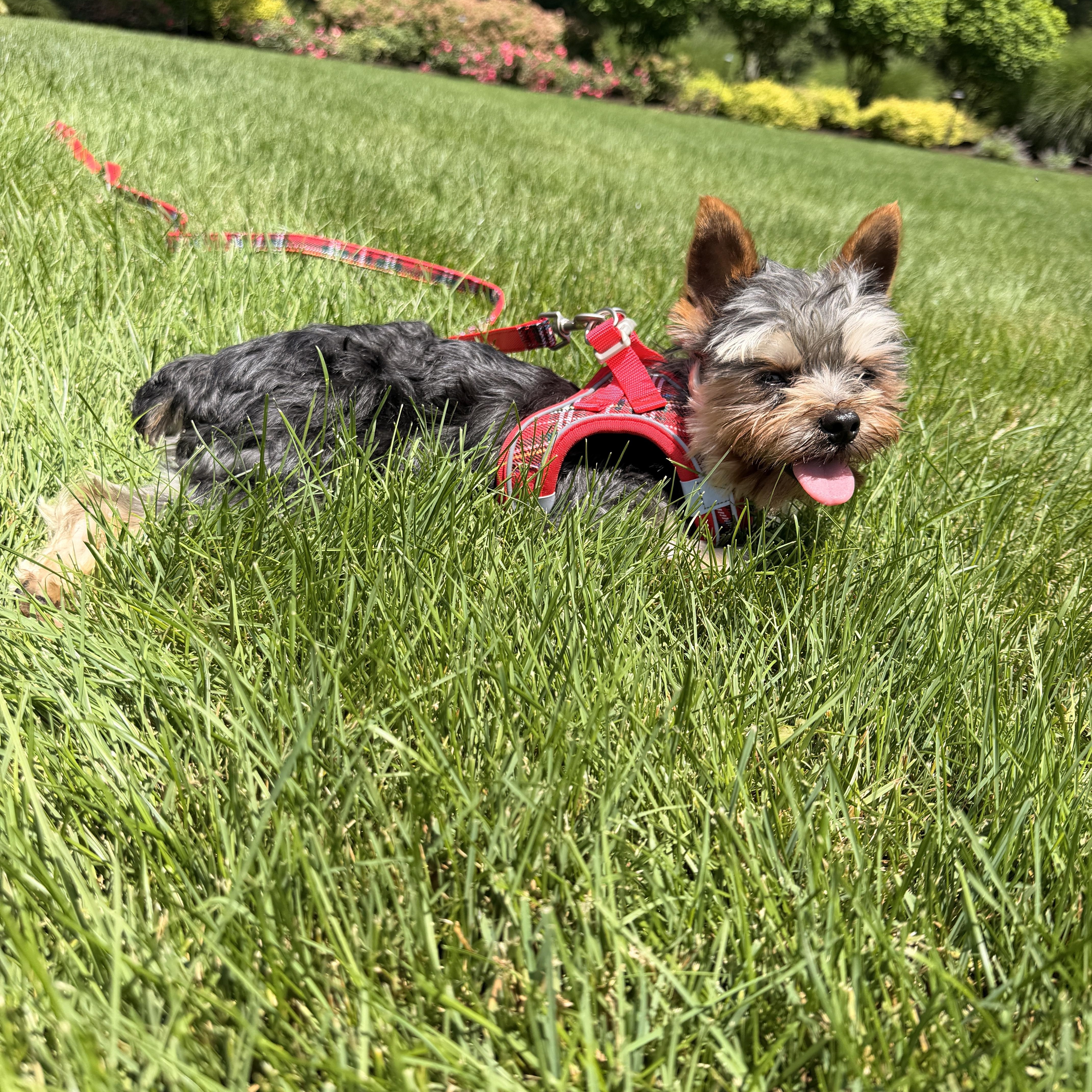 Enlarge Mosu, a ADOPTABLE Yorkshire Terrier in Thornwood, NY image 5/6