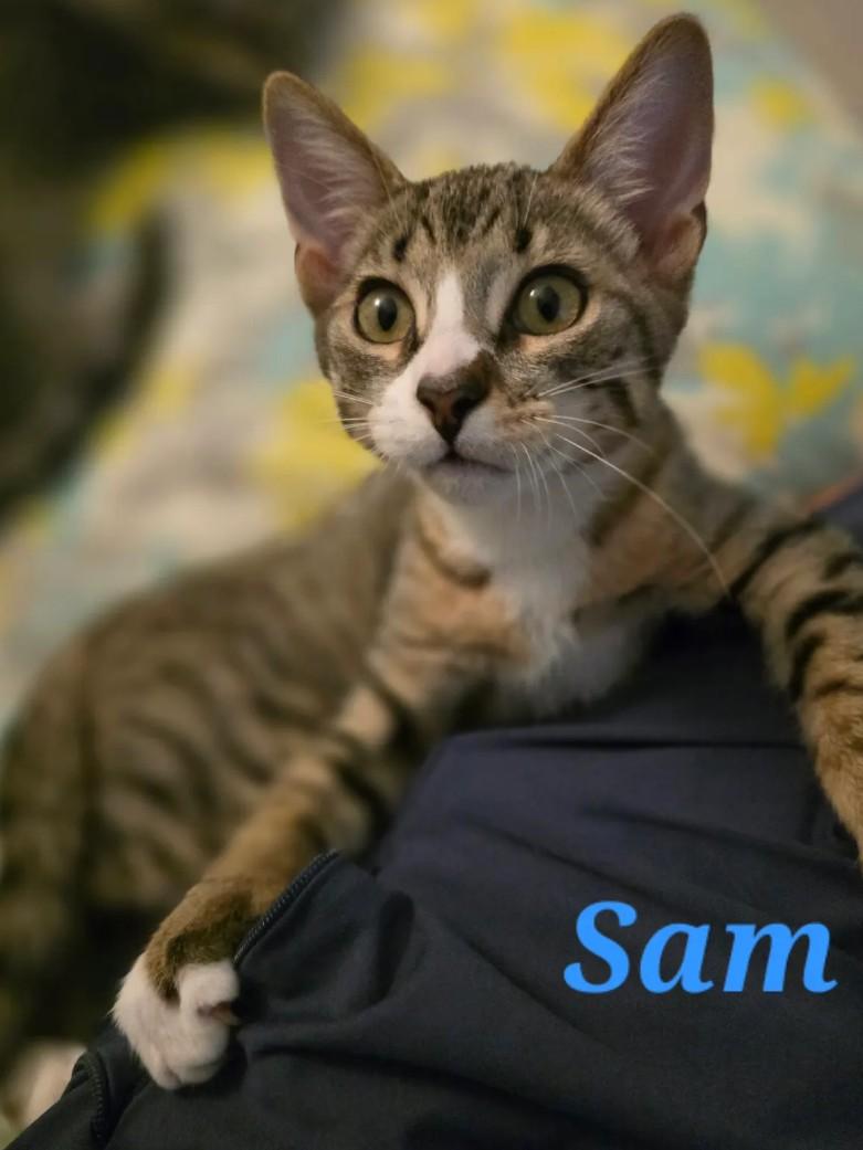 Sam (courtesy listing)