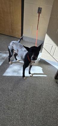 Holly, Adoptable, Adult Female Mixed Breed & Mixed Breed.