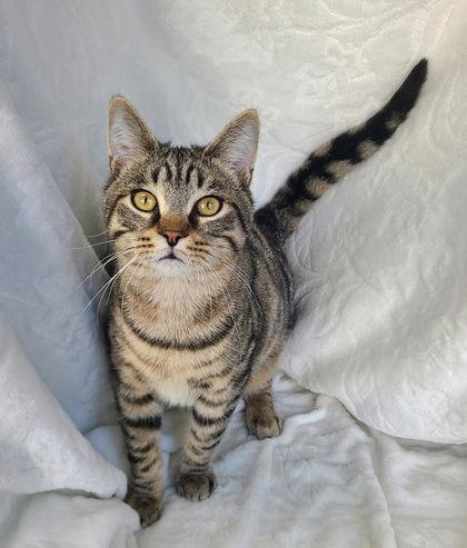 6748 (Maverick), Adoptable, Kitten Male Domestic Short Hair.